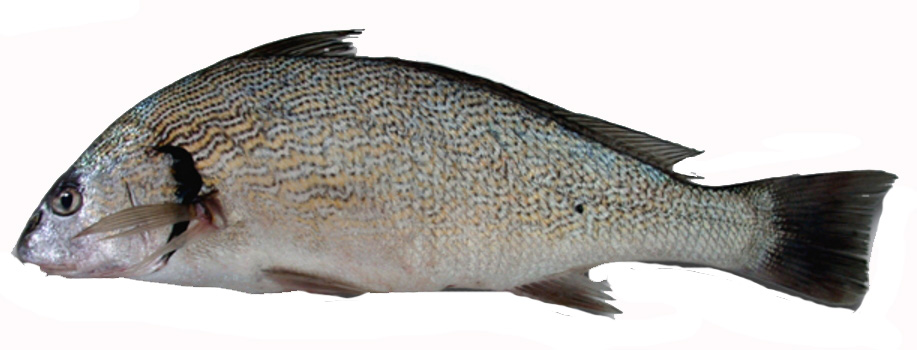 Umbrina cirrosa_04.jpg